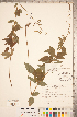  ( - CCDB-20331-D02)  @11 [ ] Copyright (2015) Deb Metsger Royal Ontario Museum