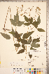 ( - CCDB-20331-C02)  @11 [ ] Copyright (2015) Deb Metsger Royal Ontario Museum