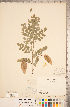  ( - CCDB-20331-G04)  @11 [ ] Copyright (2015) Deb Metsger Royal Ontario Museum