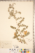  ( - CCDB-20331-E04)  @11 [ ] Copyright (2015) Deb Metsger Royal Ontario Museum
