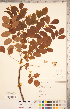  ( - CCDB-20331-F08)  @11 [ ] Copyright (2015) Deb Metsger Royal Ontario Museum