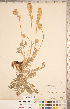  ( - CCDB-20331-E08)  @11 [ ] Copyright (2015) Deb Metsger Royal Ontario Museum