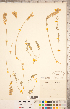  ( - CCDB-20331-C08)  @11 [ ] Copyright (2015) Deb Metsger Royal Ontario Museum