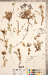  ( - CCDB-20331-E09)  @11 [ ] Copyright (2015) Deb Metsger Royal Ontario Museum