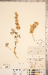  ( - CCDB-20331-G11)  @11 [ ] Copyright (2015) Deb Metsger Royal Ontario Museum