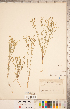  (Linum rigidum - CCDB-20331-A11)  @11 [ ] Copyright (2015) Deb Metsger Royal Ontario Museum