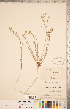  ( - CCDB-20331-H12)  @11 [ ] Copyright (2015) Deb Metsger Royal Ontario Museum