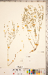  ( - CCDB-20331-G12)  @11 [ ] Copyright (2015) Deb Metsger Royal Ontario Museum