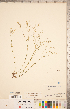  ( - CCDB-20331-E12)  @11 [ ] Copyright (2015) Deb Metsger Royal Ontario Museum