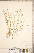  ( - CCDB-20331-D12)  @11 [ ] Copyright (2015) Deb Metsger Royal Ontario Museum