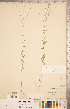  ( - CCDB-20331-C12)  @11 [ ] Copyright (2015) Deb Metsger Royal Ontario Museum