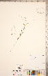  (Linum virginianum - CCDB-20331-B12)  @11 [ ] Copyright (2015) Deb Metsger Royal Ontario Museum