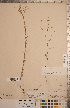  ( - CCDB-20332-H01)  @11 [ ] Copyright (2015) Deb Metsger Royal Ontario Museum