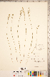  ( - CCDB-20332-G01)  @11 [ ] Copyright (2015) Deb Metsger Royal Ontario Museum