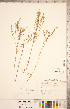  ( - CCDB-20332-F01)  @11 [ ] Copyright (2015) Deb Metsger Royal Ontario Museum