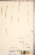  ( - CCDB-20332-E01)  @11 [ ] Copyright (2015) Deb Metsger Royal Ontario Museum