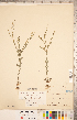  (Linum medium var. medium - CCDB-20332-D01)  @11 [ ] Copyright (2015) Deb Metsger Royal Ontario Museum