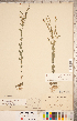  ( - CCDB-20332-C01)  @11 [ ] Copyright (2015) Deb Metsger Royal Ontario Museum