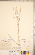  ( - CCDB-20332-B01)  @11 [ ] Copyright (2015) Deb Metsger Royal Ontario Museum