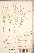  ( - CCDB-20332-A01)  @11 [ ] Copyright (2015) Deb Metsger Royal Ontario Museum