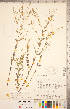  ( - CCDB-20332-H02)  @11 [ ] Copyright (2015) Deb Metsger Royal Ontario Museum