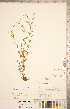  (Linum striatum - CCDB-20332-G02)  @11 [ ] Copyright (2015) Deb Metsger Royal Ontario Museum