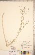  ( - CCDB-20332-F02)  @11 [ ] Copyright (2015) Deb Metsger Royal Ontario Museum