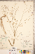  ( - CCDB-20332-E02)  @11 [ ] Copyright (2015) Deb Metsger Royal Ontario Museum