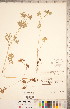  ( - CCDB-20332-D03)  @11 [ ] Copyright (2015) Deb Metsger Royal Ontario Museum