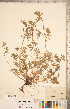  ( - CCDB-20332-C03)  @11 [ ] Copyright (2015) Deb Metsger Royal Ontario Museum