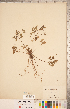  ( - CCDB-20332-H04)  @11 [ ] Copyright (2015) Deb Metsger Royal Ontario Museum