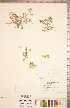  ( - CCDB-20332-C11)  @11 [ ] Copyright (2015) Deb Metsger Royal Ontario Museum