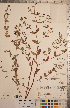  ( - CCDB-20333-G02)  @11 [ ] Copyright (2015) Deb Metsger Royal Ontario Museum