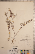  ( - CCDB-20333-F02)  @11 [ ] Copyright (2015) Deb Metsger Royal Ontario Museum