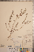  ( - CCDB-20333-E02)  @11 [ ] Copyright (2015) Deb Metsger Royal Ontario Museum