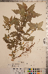  ( - CCDB-20333-H03)  @11 [ ] Copyright (2015) Deb Metsger Royal Ontario Museum