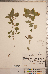  ( - CCDB-20333-G03)  @11 [ ] Copyright (2015) Deb Metsger Royal Ontario Museum