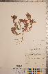  ( - CCDB-20333-F03)  @11 [ ] Copyright (2015) Deb Metsger Royal Ontario Museum