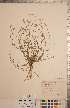  ( - CCDB-20333-D03)  @11 [ ] Copyright (2015) Deb Metsger Royal Ontario Museum