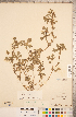  (Althaea hirsuta - CCDB-20333-H07)  @11 [ ] Copyright (2015) Deb Metsger Royal Ontario Museum