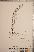  ( - CCDB-20333-D08)  @11 [ ] Copyright (2015) Deb Metsger Royal Ontario Museum