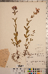  (Rhexia virginica - CCDB-20333-H12)  @11 [ ] Copyright (2015) Deb Metsger Royal Ontario Museum