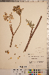  ( - CCDB-20333-D12)  @11 [ ] Copyright (2015) Deb Metsger Royal Ontario Museum