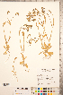  ( - CCDB-22993-H02)  @11 [ ] Copyright (2015) Deb Metsger Royal Ontario Museum