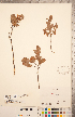  ( - CCDB-20334-H05)  @11 [ ] Copyright (2015) Deb Metsger Royal Ontario Museum