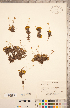  ( - CCDB-20334-B05)  @11 [ ] Copyright (2015) Deb Metsger Royal Ontario Museum