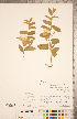  (Calystegia spithamaea - CCDB-20334-H11)  @11 [ ] Copyright (2015) Deb Metsger Royal Ontario Museum