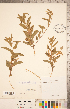  (Calystegia spithamaea subsp. spithamaea - CCDB-20334-E11)  @11 [ ] Copyright (2015) Deb Metsger Royal Ontario Museum