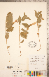  ( - CCDB-20334-D11)  @11 [ ] Copyright (2015) Deb Metsger Royal Ontario Museum