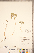  ( - CCDB-20334-B11)  @11 [ ] Copyright (2015) Deb Metsger Royal Ontario Museum